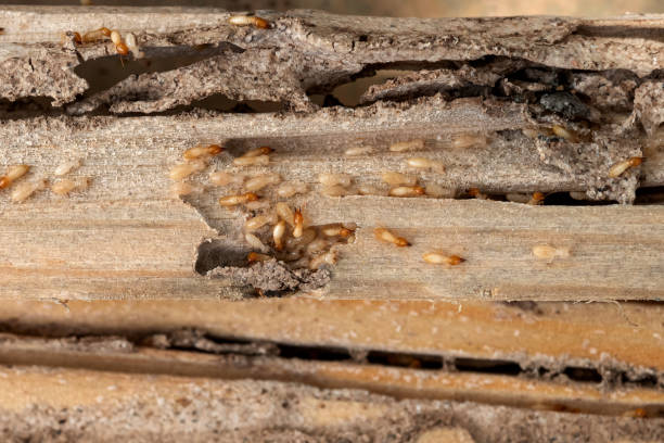 Best Commercial Pest Control Services  in Avalon, NJ