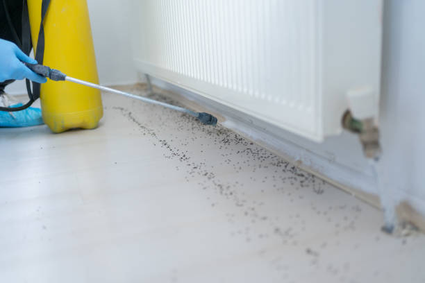 Best Cockroach Control Services  in Avalon, NJ